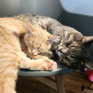 Tacocat