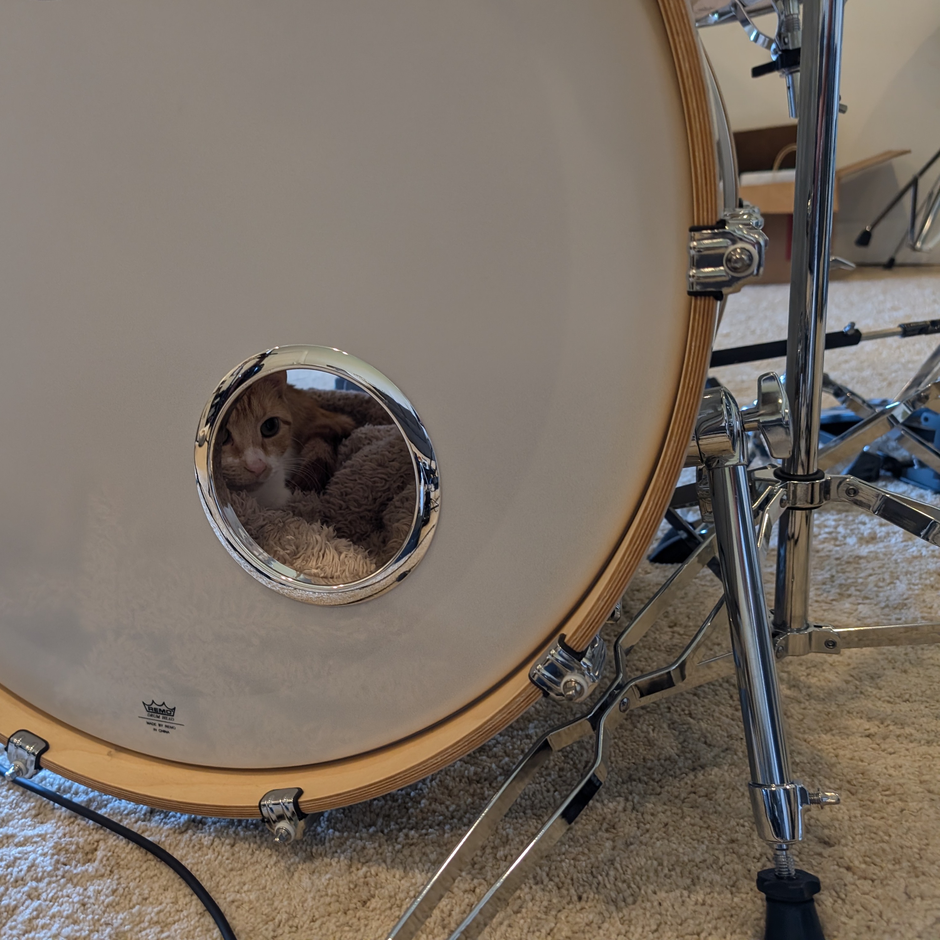 KickdrumKitten