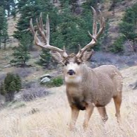 Muleyhunter