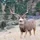 Muleyhunter