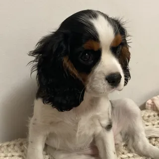 NapoleónBonaparte