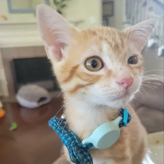 Rob