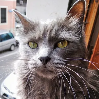 Gatmiao3