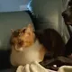 Lazy Cat