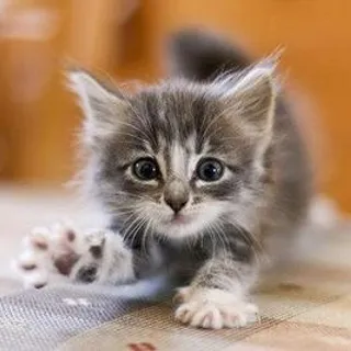 HappyKatz