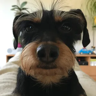 Dalton
