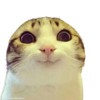 DeadCatAlive