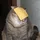 CheeseCat