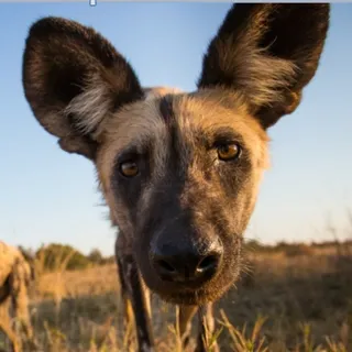 Wilddog Design