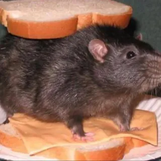 lazloo
