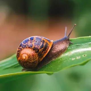 ReptilianSnail