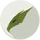 PheonixofGaming