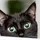 Sir_Cat$$