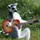 Acoustic Lemur