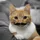 Moustache978