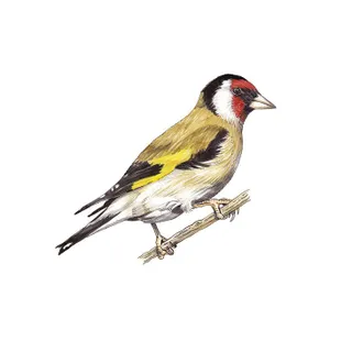 Goldfinch