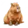 CapybaraBuddies458