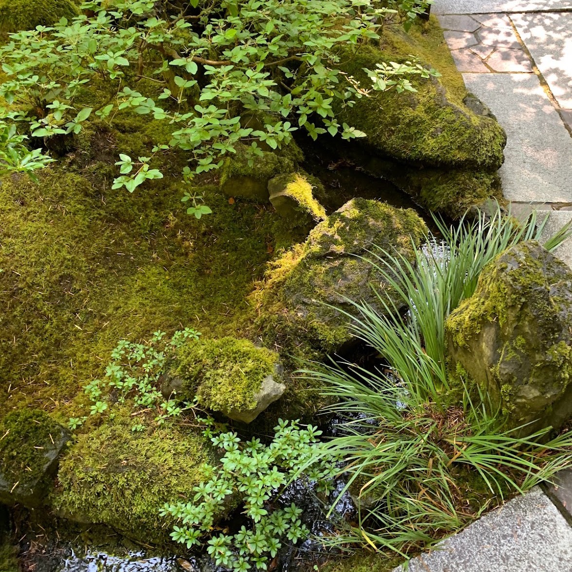 MosswildsMade