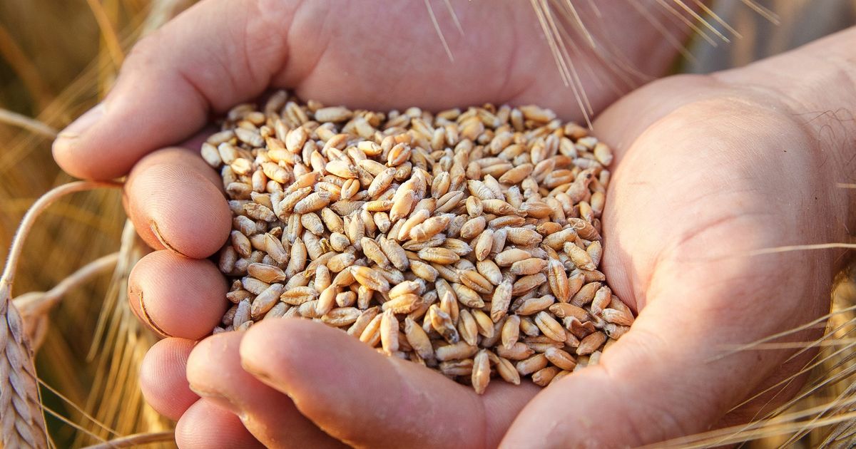 grain of