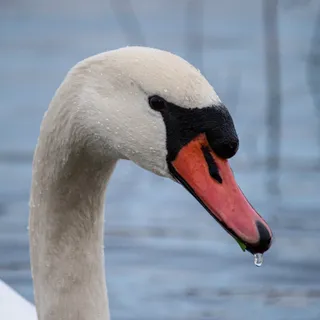 Fischstab