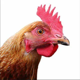 The Rooster