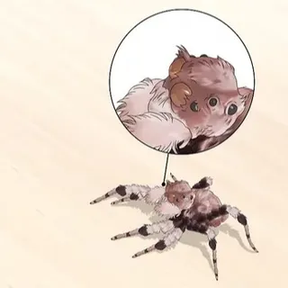 spiderculture