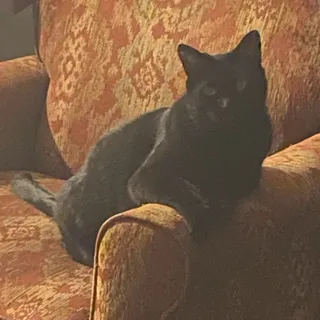 Scratchist