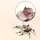 spiderculture