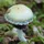 mycobuilder