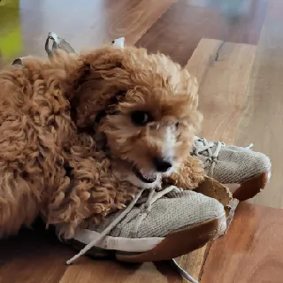 WeeneyGoose