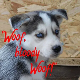 Gaspode T. Wonderdog