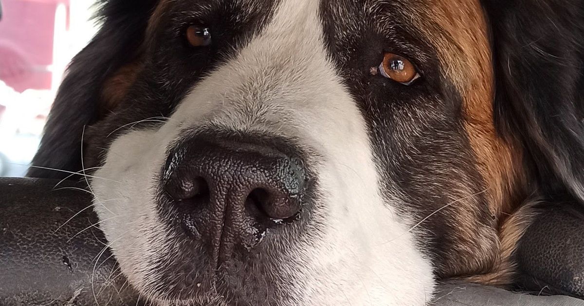 woddy | Printables.com