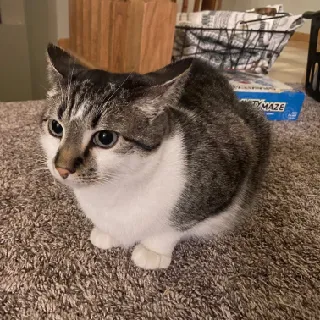 Bigchease
