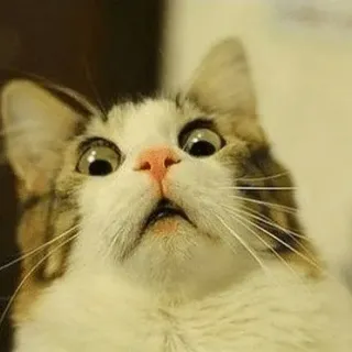 Mad_Cat_29