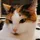 GingerCat