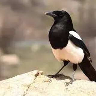 bobinovec