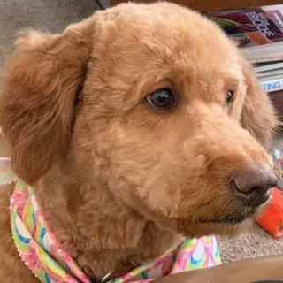 Duffster