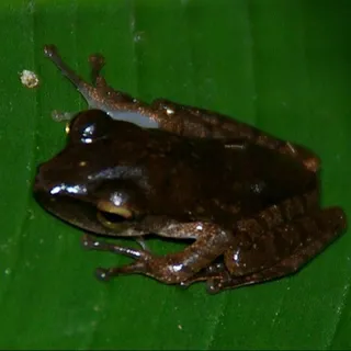 firefrog