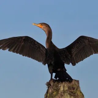 Aerahyd