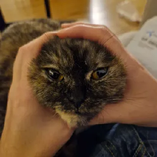 Evie