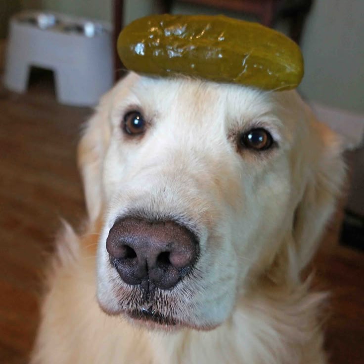 Pickle Dog