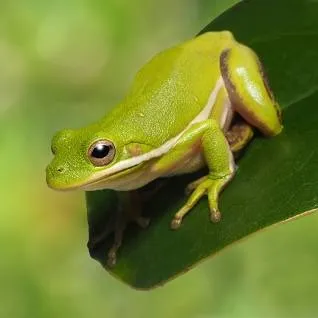 Efpasia