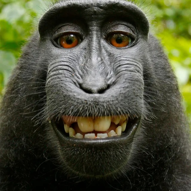 monkeypants