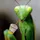 Insectslayer