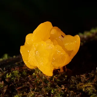 ChickenMold 10