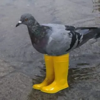 ToastyToes