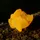 ChickenMold 10