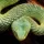 viper82