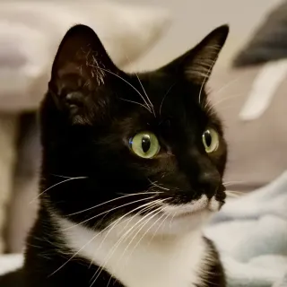 Reid