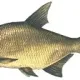 michaszek